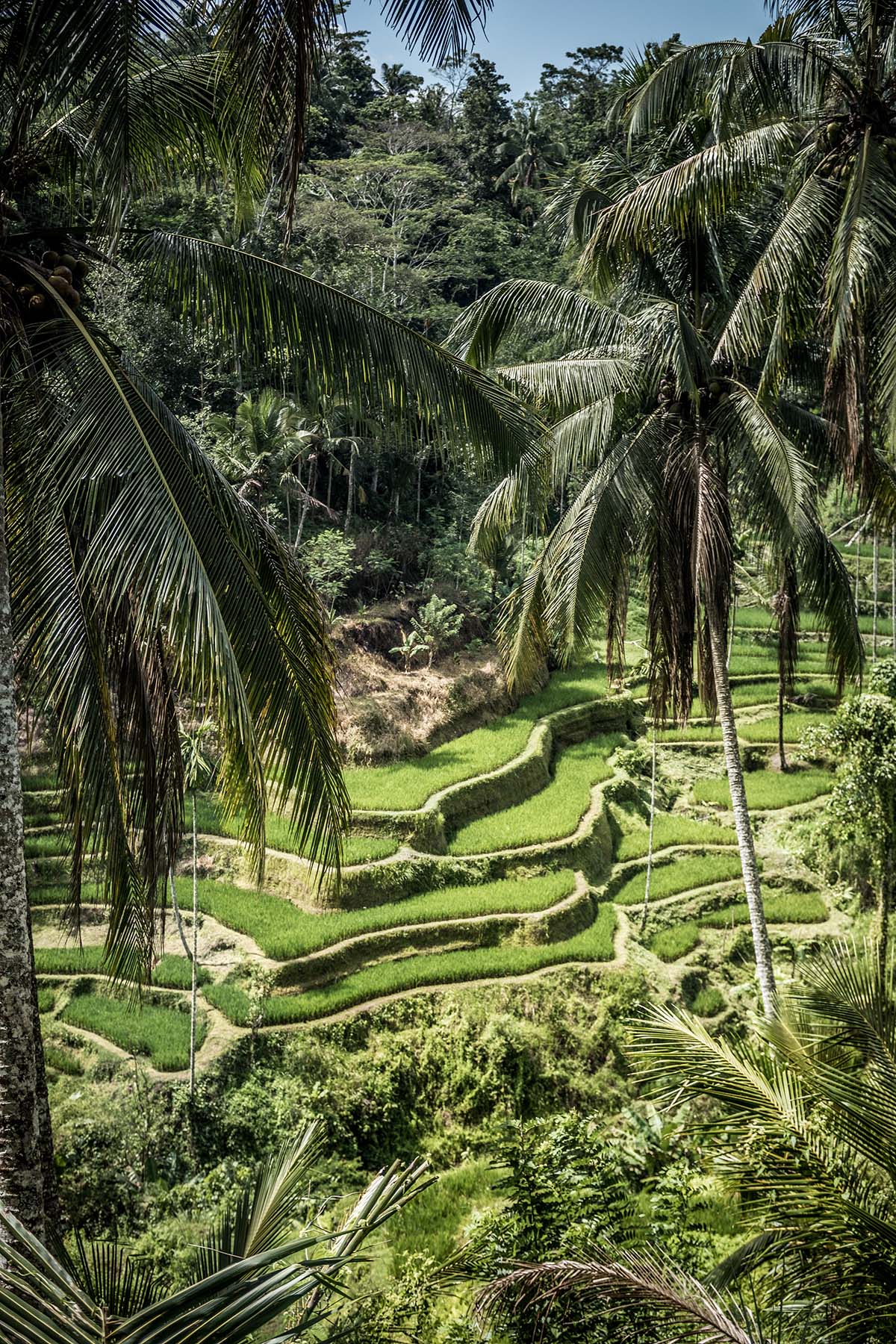 Bali Video Production