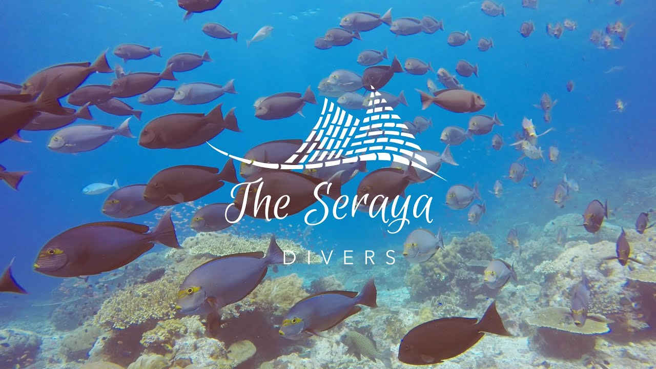 The Serara Divers in Komodo